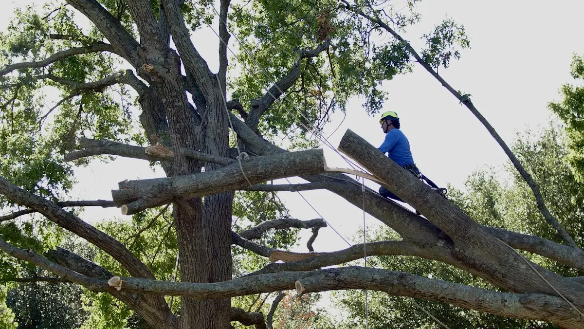 Professional Hazardous Tree Removal performed by certified arborists in Pinedale