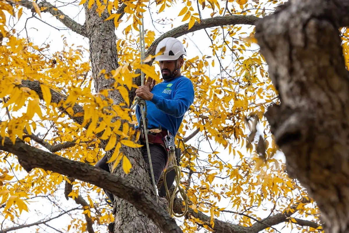 Skilled Tree Trimming crew working in Pinedale